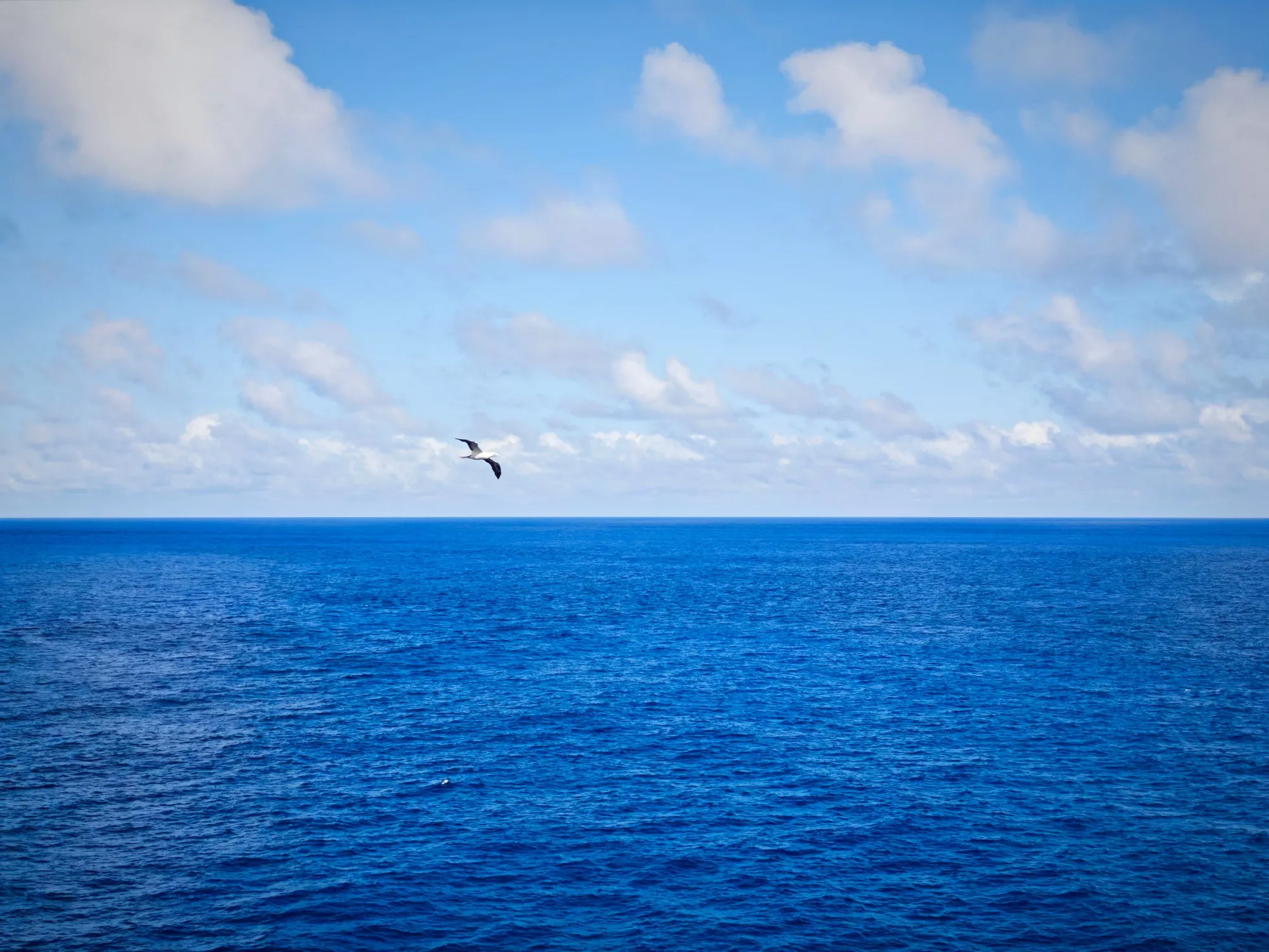 59b0d94fgy1i1g7o2gedyj235p2d9u0y